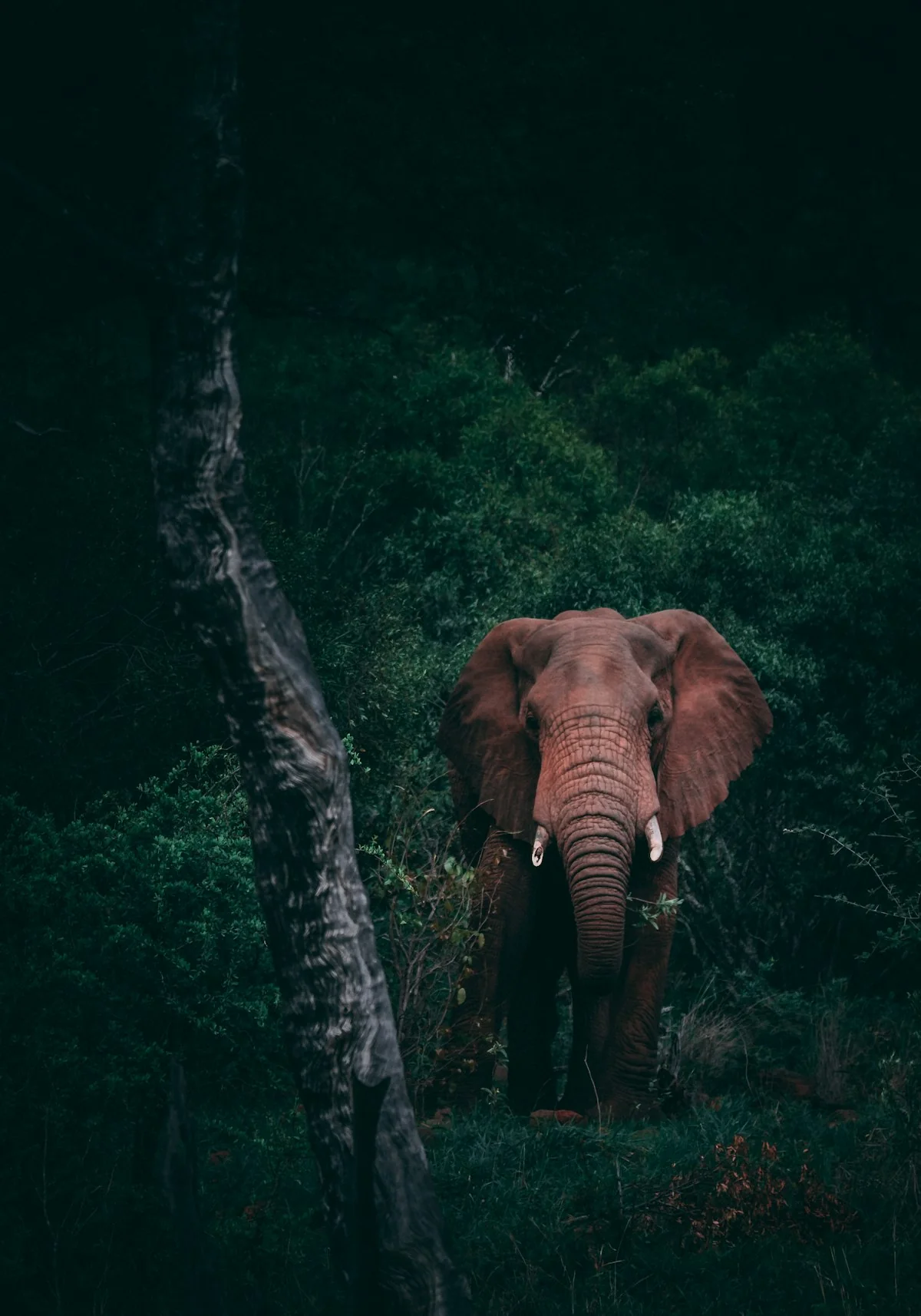 Wilderness Conservation
